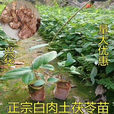土茯苓苗白肉土茯苓树苗中药材野生冷硬饭头南北方可种带