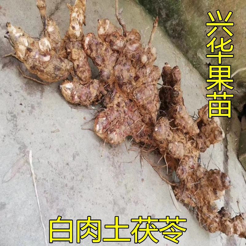 土茯苓苗白肉土茯苓树苗中药材野生冷硬饭头南北方可种带