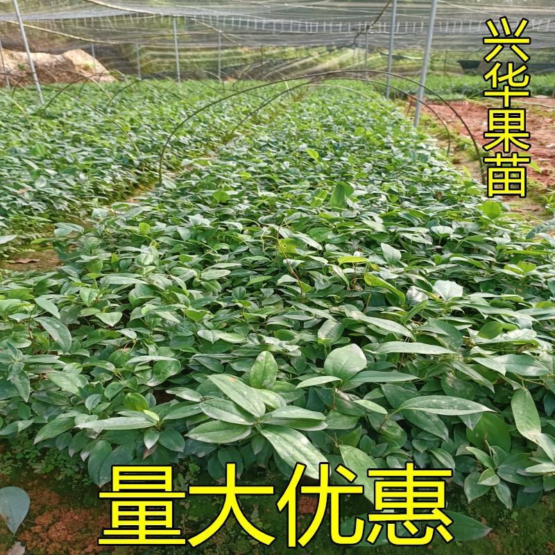 土茯苓苗白肉土茯苓树苗中药材野生冷硬饭头南北方可种带