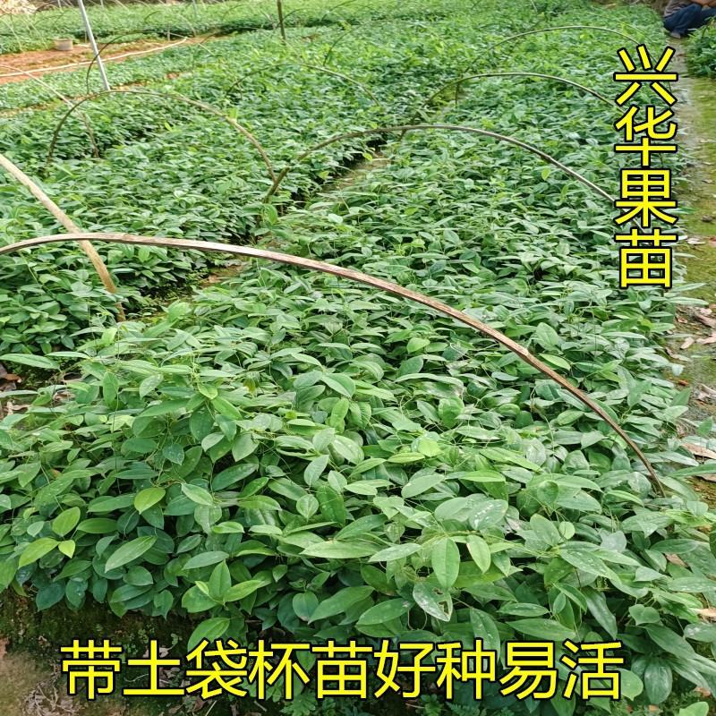 土茯苓苗白肉土茯苓树苗中药材野生冷硬饭头南北方可种带