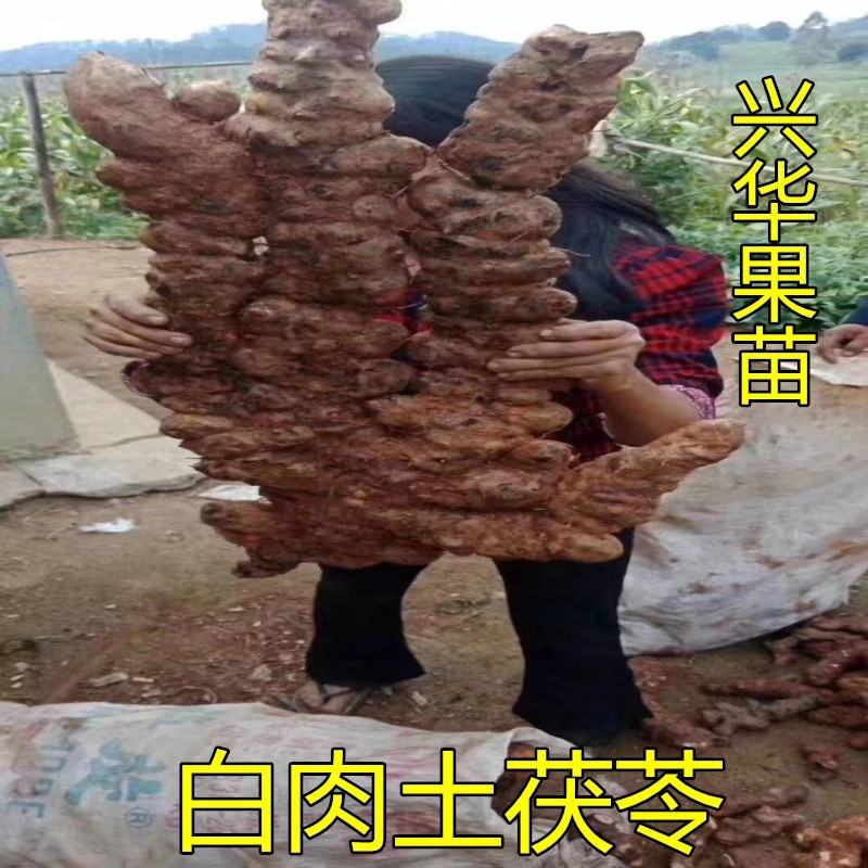 土茯苓苗白肉土茯苓树苗中药材野生冷硬饭头南北方可种带