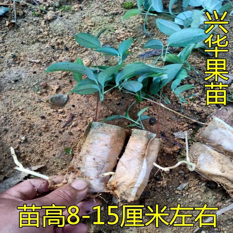 土茯苓苗白肉土茯苓树苗中药材野生冷硬饭头南北方可种带