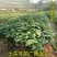 土茯苓苗白肉土茯苓树苗中药材野生冷硬饭头南北方可种带