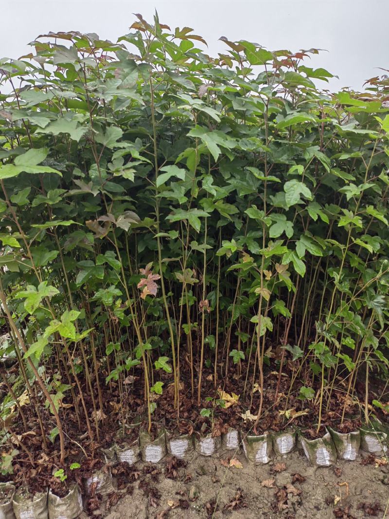 两年枫香杯苗，两年裸根苗，一年枫香杯苗。