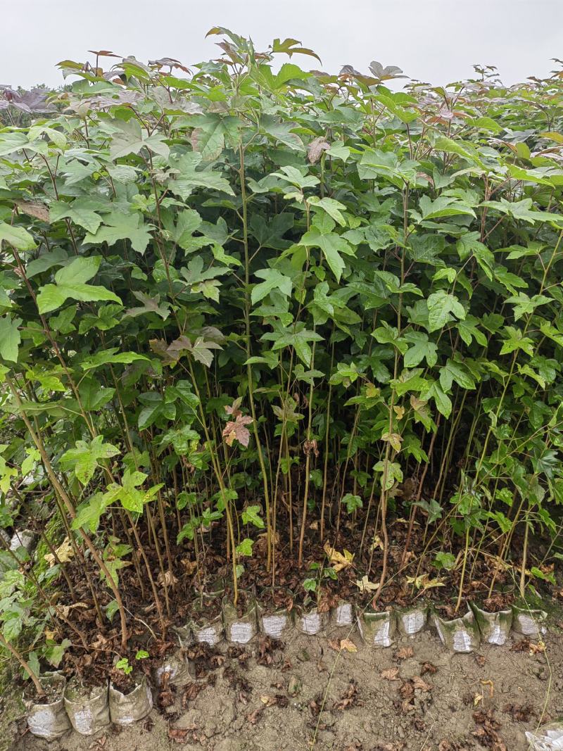 两年枫香杯苗，两年裸根苗，一年枫香杯苗。
