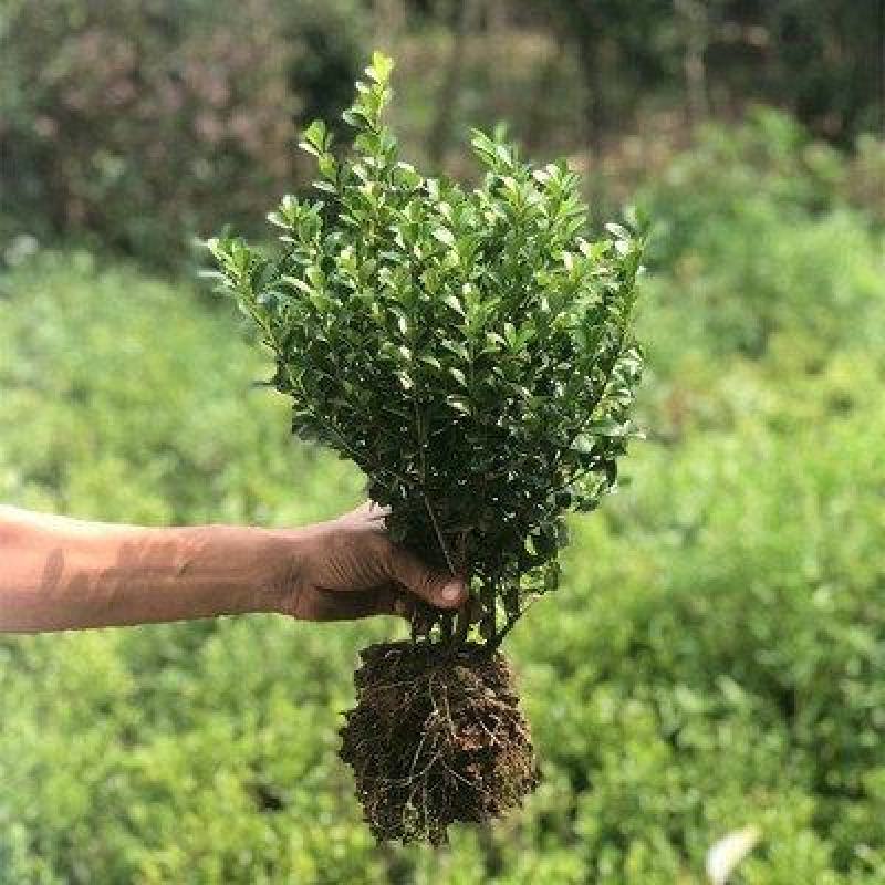 【基地批发】精品瓜子黄杨现挖现发品质保证根系发达