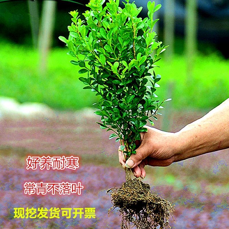 【基地批发】精品瓜子黄杨现挖现发品质保证根系发达
