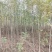白蜡小苗，白蜡2公分，3公分白蜡，4公分批发价位！白蜡！