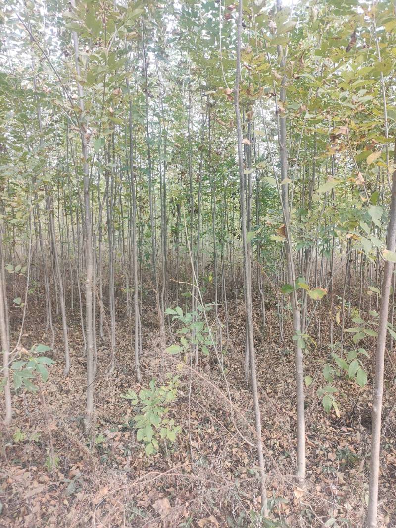 白蜡小苗，白蜡2公分，3公分白蜡，4公分批发价位！白蜡！
