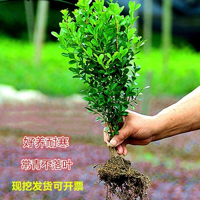 【基地批发】精品瓜子黄杨现挖现发品质保证根系发达