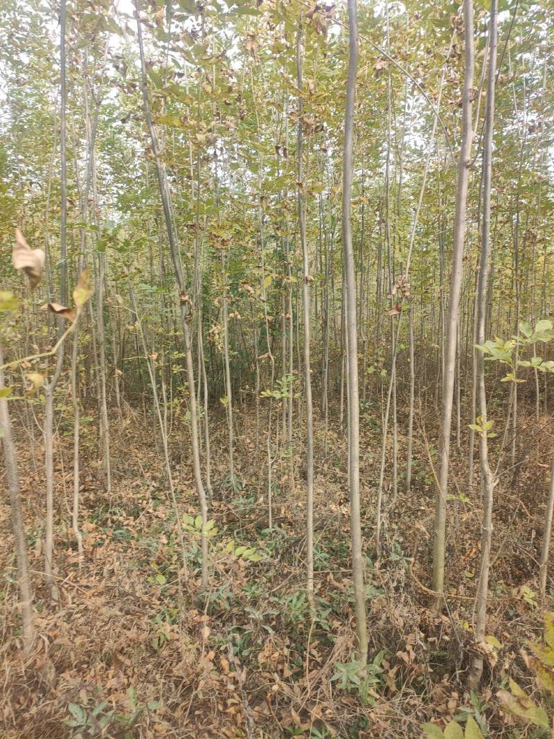 白蜡小苗，白蜡2公分，3公分白蜡，4公分批发价位！白蜡！