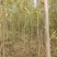 白蜡小苗，白蜡2公分，3公分白蜡，4公分批发价位！白蜡！