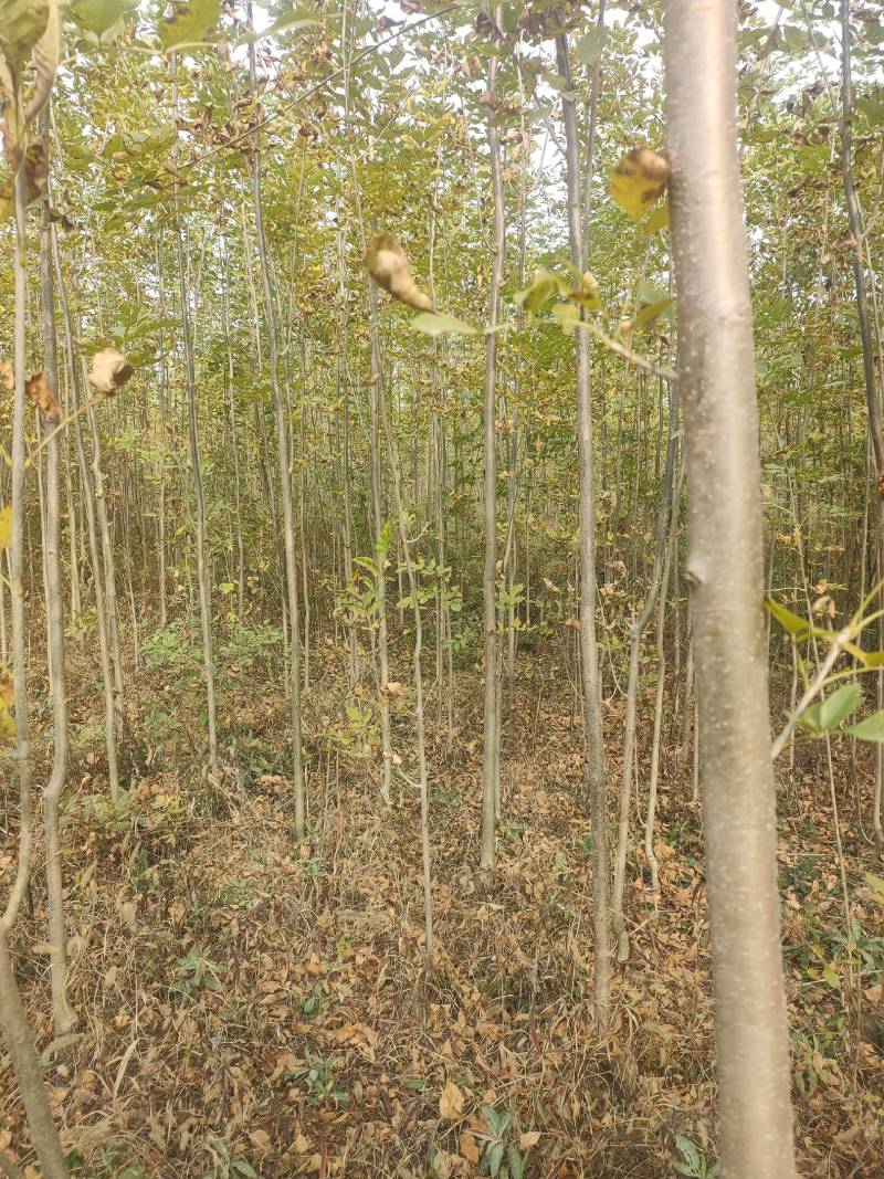 白蜡小苗，白蜡2公分，3公分白蜡，4公分批发价位！白蜡！