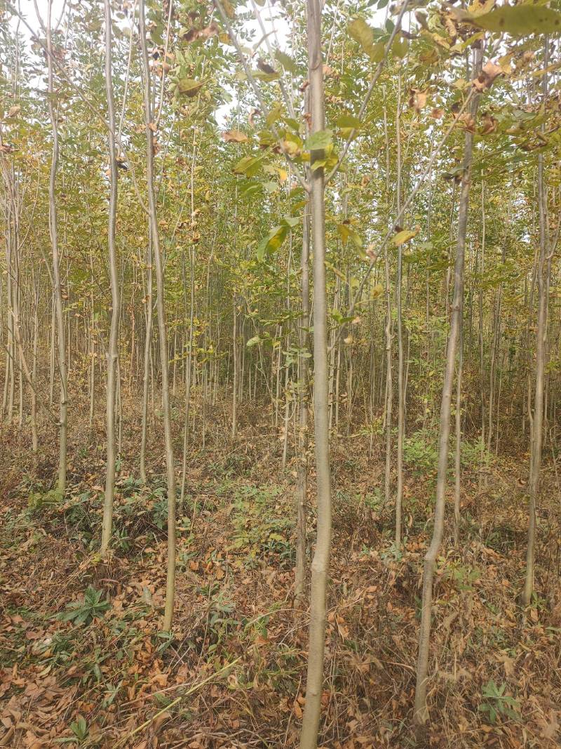 白蜡小苗，白蜡2公分，3公分白蜡，4公分批发价位！白蜡！