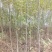 白蜡小苗，白蜡2公分，3公分白蜡，4公分批发价位！白蜡！