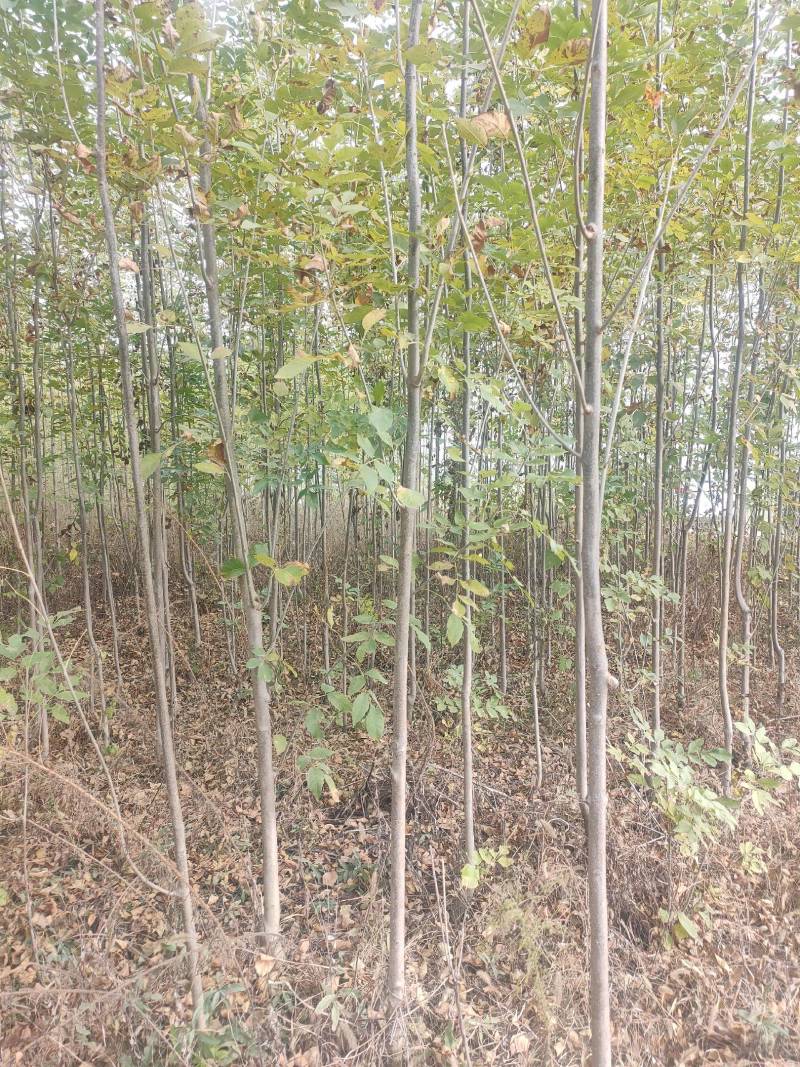 白蜡小苗，白蜡2公分，3公分白蜡，4公分批发价位！白蜡！