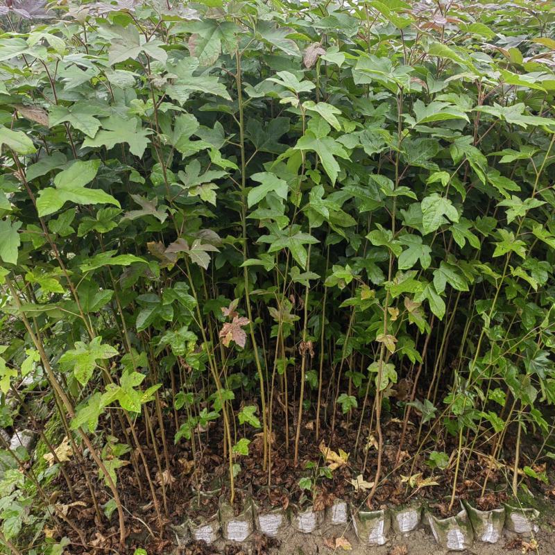 枫香杯苗，一年生枫香杯苗，1公分枫香