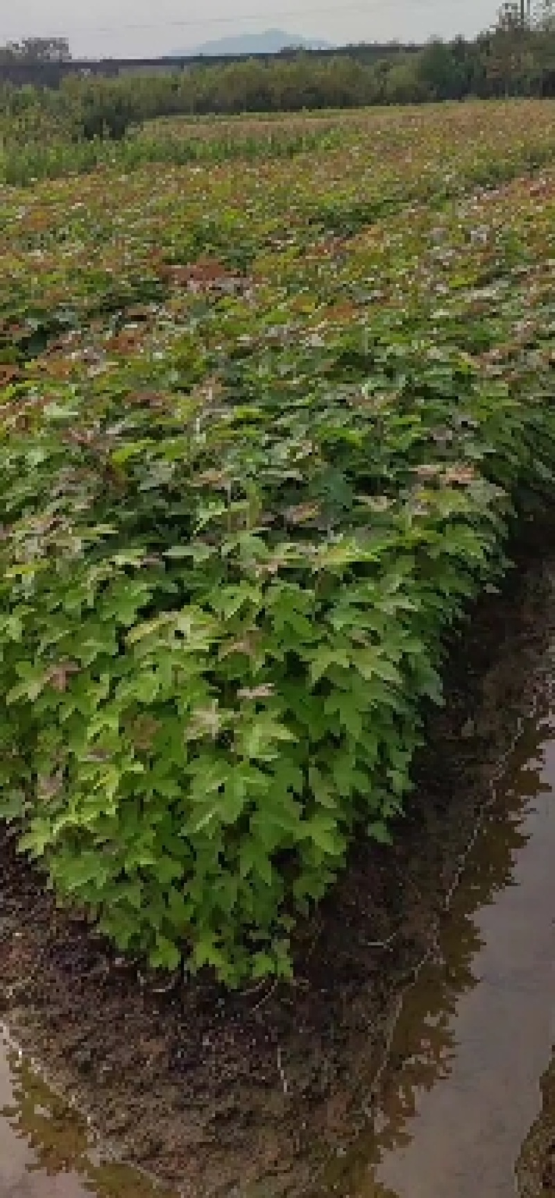 枫香杯苗，一年生枫香杯苗，1公分枫香
