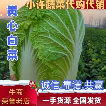 义和秋夏阳白，白菜大量上市，质优价廉，诚信第一，产地直供