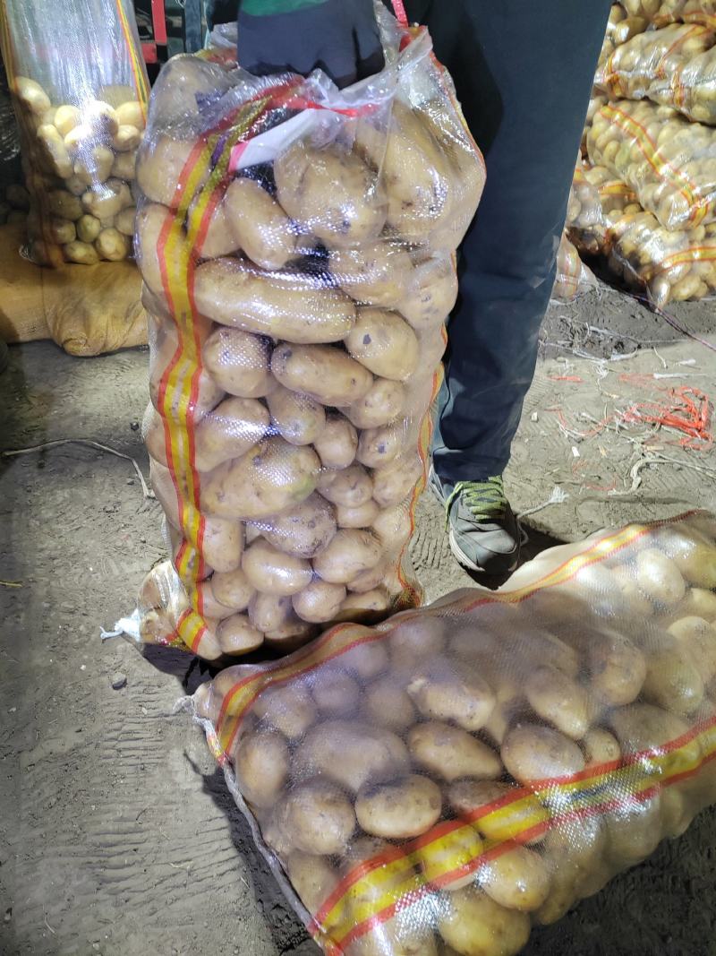 黄皮黄心EV，沃土，实验一三两，二两通天，
