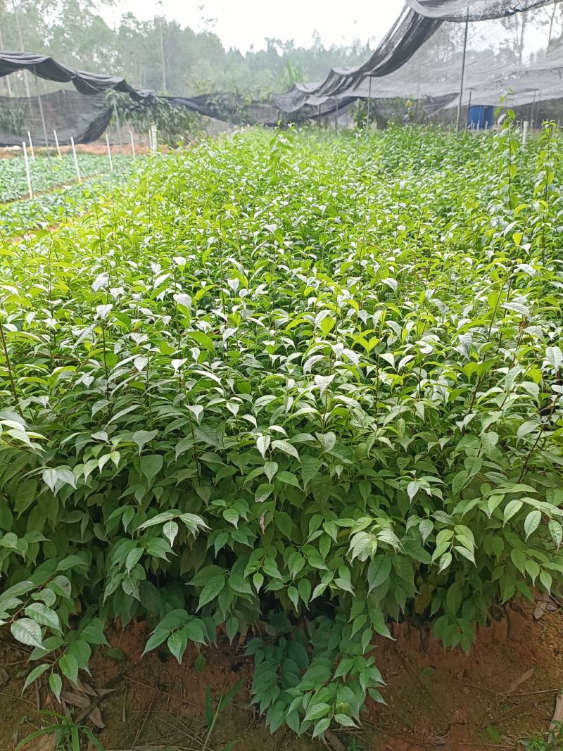 正宗岗梅苗中药材称星木苗南北方种植苗带土包邮广西发货