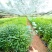 正宗岗梅苗中药材称星木苗南北方种植苗带土包邮广西发货