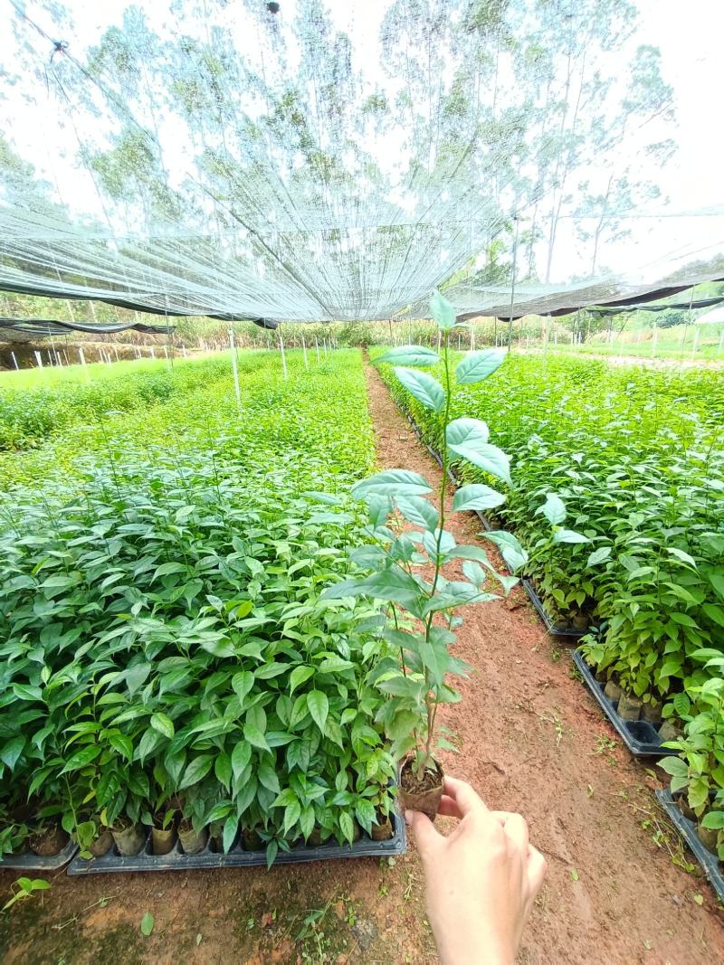 正宗岗梅苗中药材称星木苗南北方种植苗带土包邮广西发货