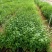 正宗岗梅苗中药材称星木苗南北方种植苗带土包邮广西发货