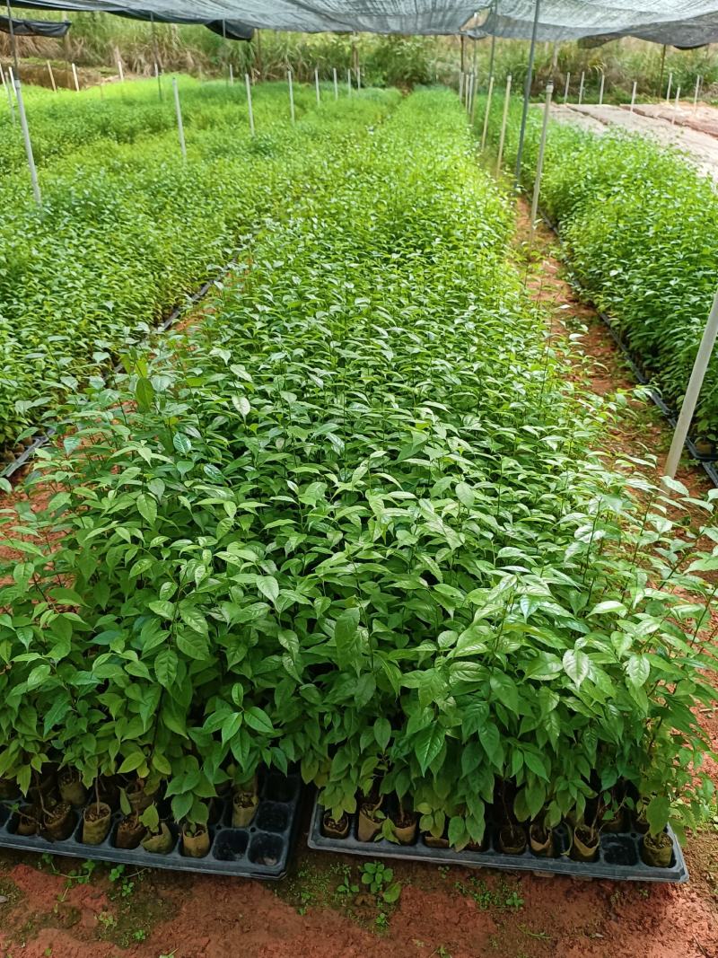 正宗岗梅苗中药材称星木苗南北方种植苗带土包邮广西发货
