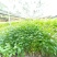 正宗岗梅苗中药材称星木苗南北方种植苗带土包邮广西发货