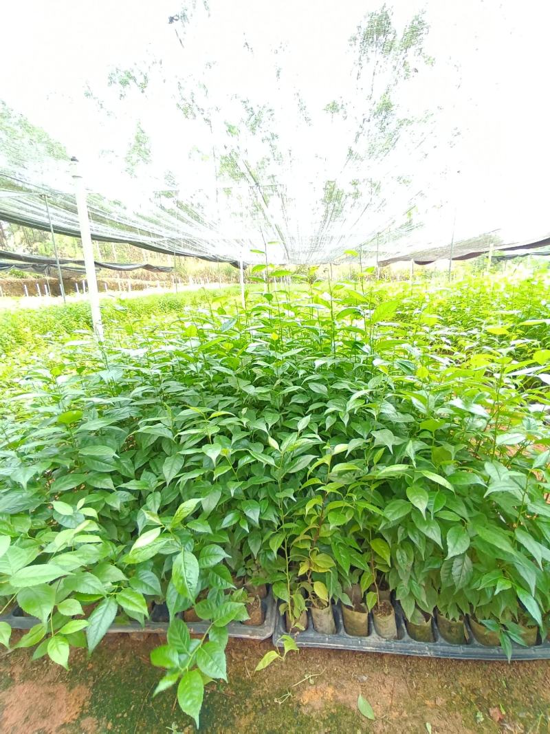 正宗岗梅苗中药材称星木苗南北方种植苗带土包邮广西发货