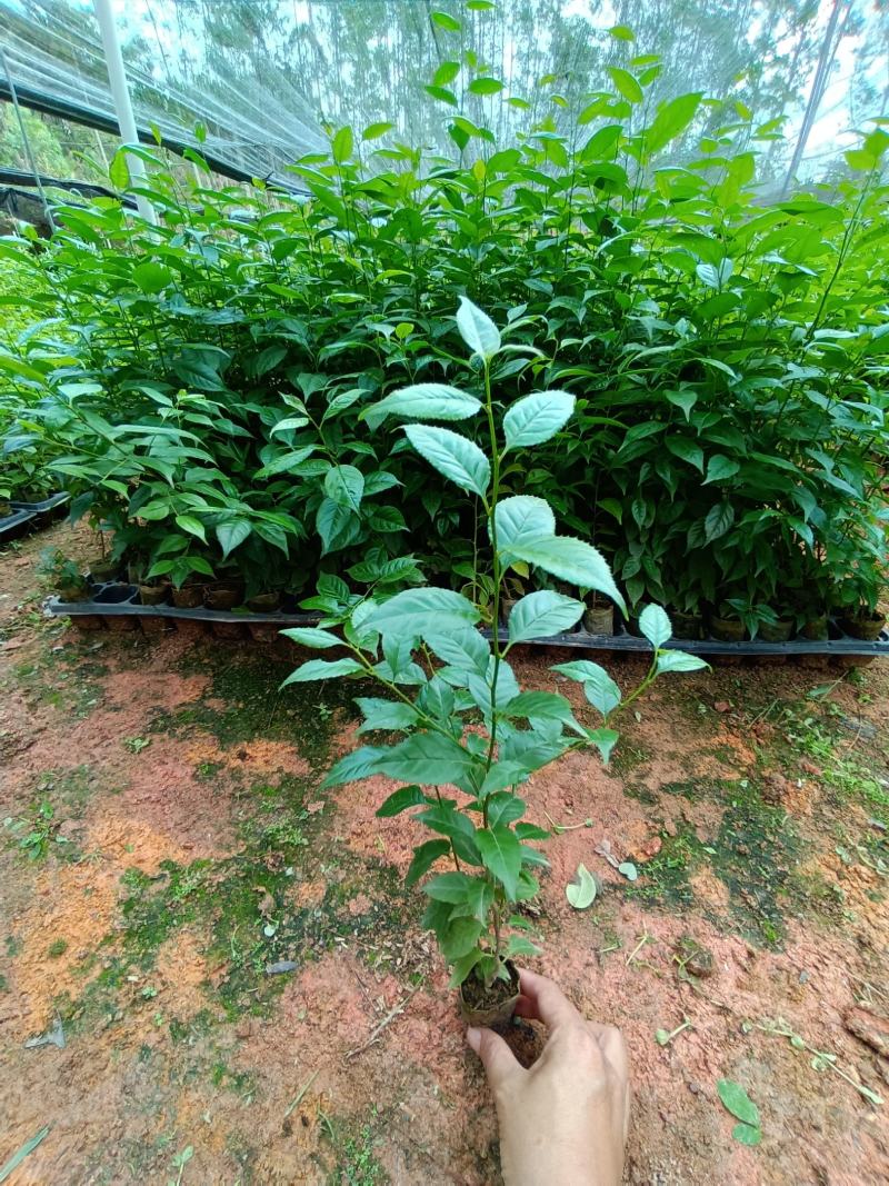 正宗岗梅苗中药材称星木苗南北方种植苗带土包邮广西发货