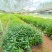 正宗岗梅苗中药材称星木苗南北方种植苗带土包邮广西发货