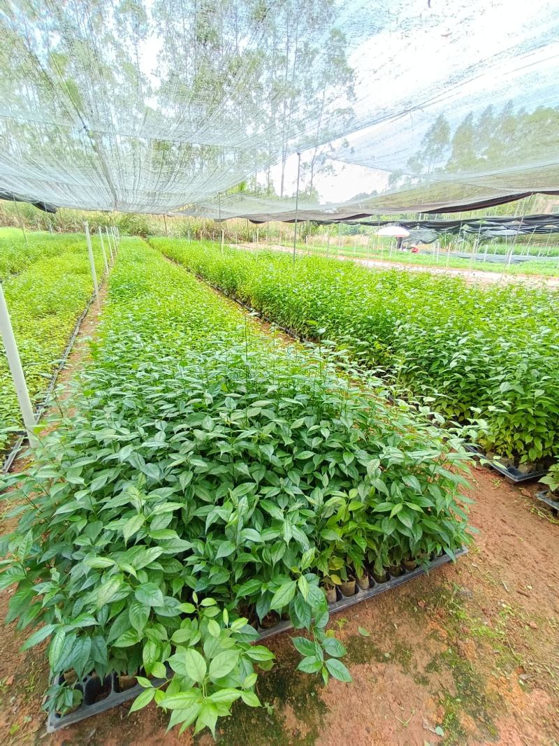 正宗岗梅苗中药材称星木苗南北方种植苗带土包邮广西发货