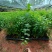 正宗岗梅苗中药材称星木苗南北方种植苗带土包邮广西发货