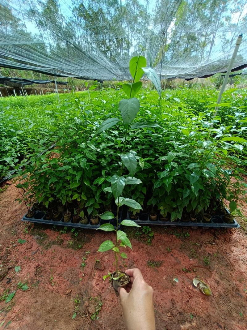 正宗岗梅苗中药材称星木苗南北方种植苗带土包邮广西发货