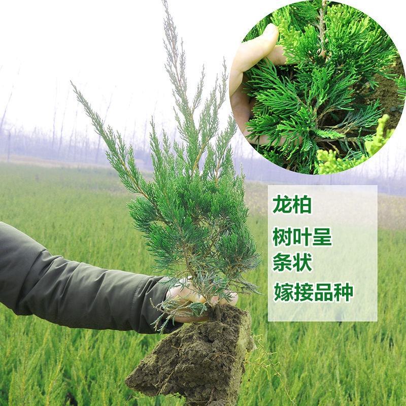 【基地批发】工程绿化苗小龙柏苗，绿篱，小区路道
