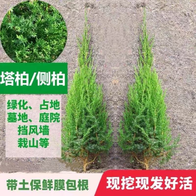 【基地批发】工程绿化苗小龙柏苗，绿篱，小区路道