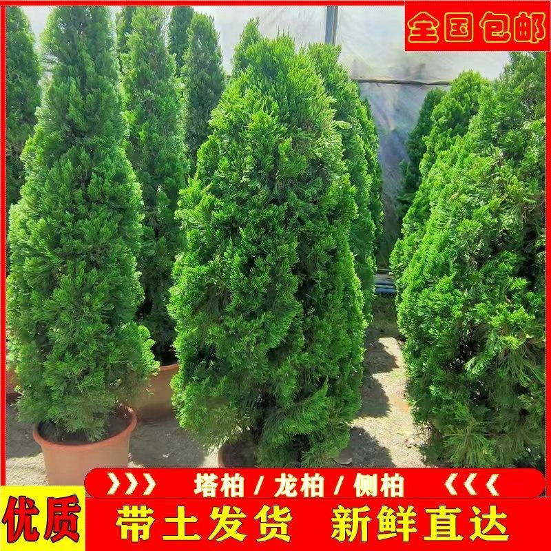 【基地批发】工程绿化苗小龙柏苗，绿篱，小区路道