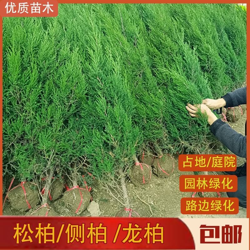 【基地批发】工程绿化苗小龙柏苗，绿篱，小区路道