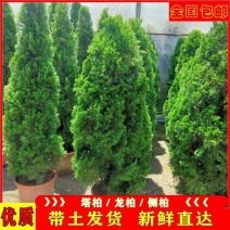【基地批发】工程绿化苗小龙柏苗，绿篱，小区路道