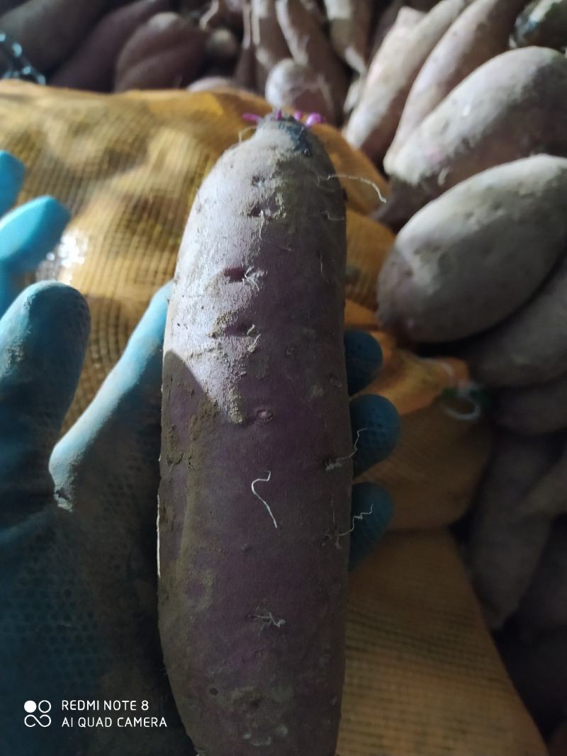 超级蜜薯玛莎莉