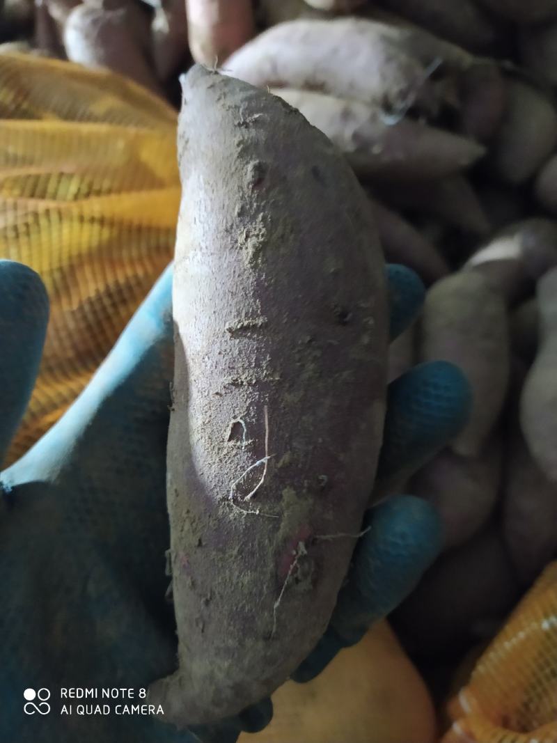 超级蜜薯玛莎莉