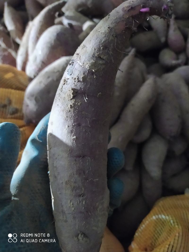 超级蜜薯玛莎莉
