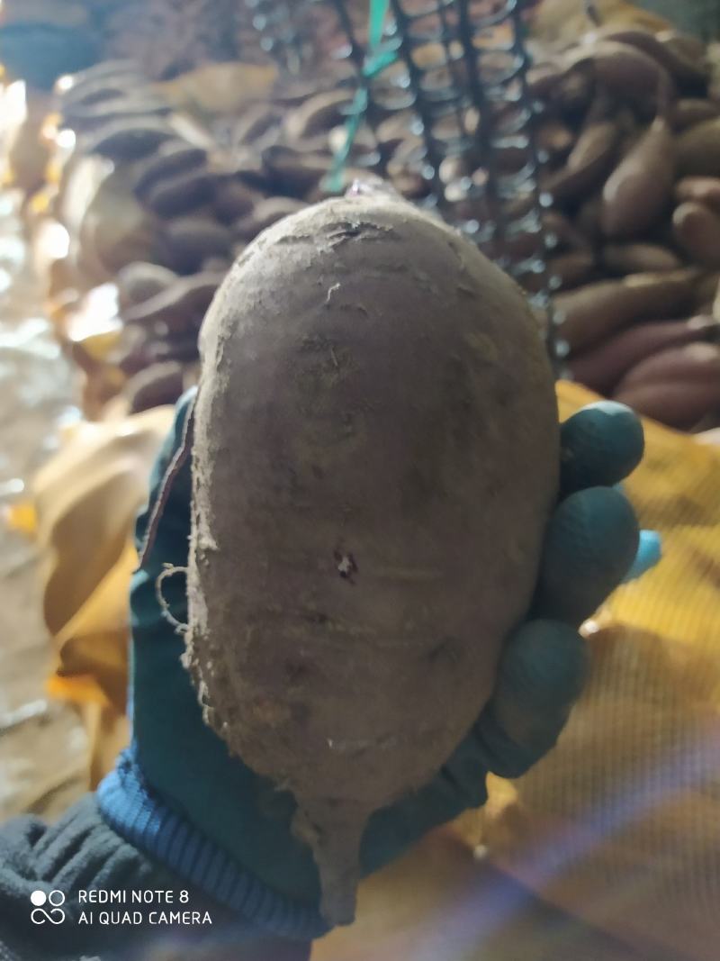 超级蜜薯玛莎莉