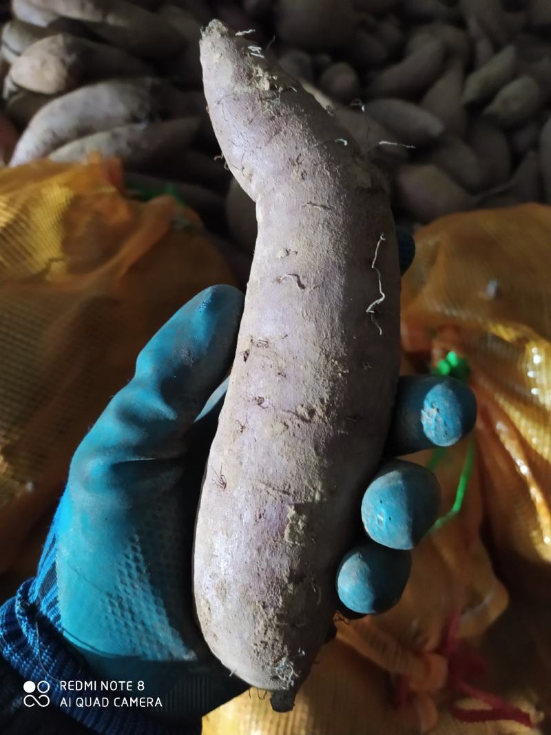 超级蜜薯玛莎莉