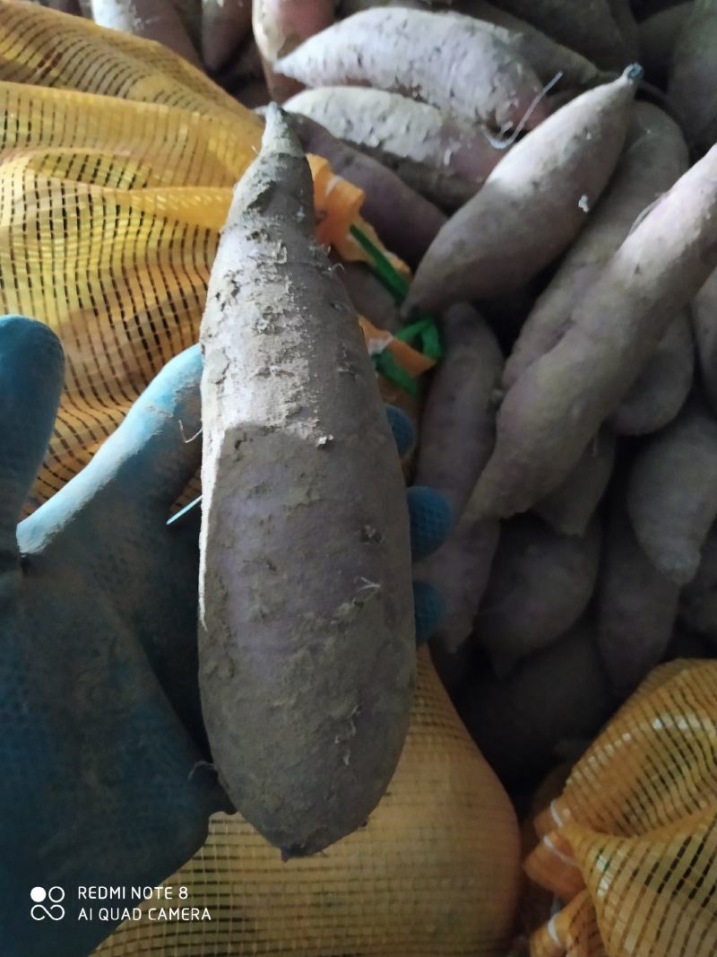超级蜜薯玛莎莉