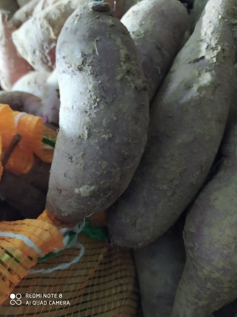 超级蜜薯玛莎莉