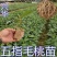 五指毛桃苗带营养杯好种易活