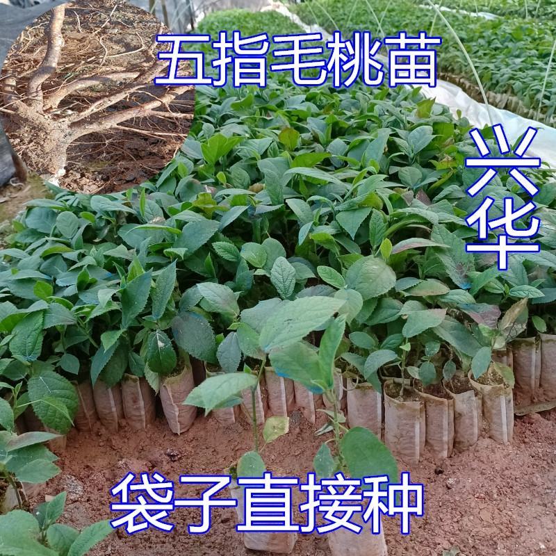 五指毛桃苗带营养杯好种易活